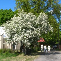 wiosna4
